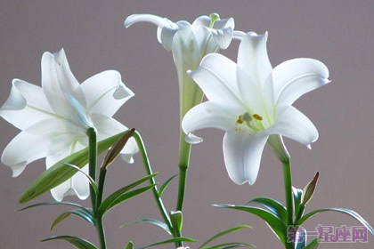 白百合花語與最美搭配