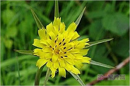 5月22花語：婆羅門菊，生日花語正義感