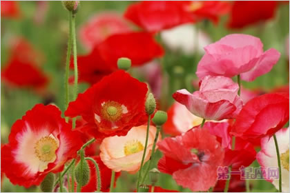 5月17日花語：角罌粟花，生日花語自然