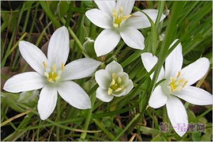5月16日花語：大山慈菇，生日花語敏銳