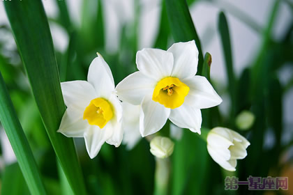 水仙花花語：孤獨(dú)的守望者