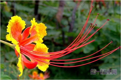 5月7日花語：亞洲金鳳花，生日花語慈善