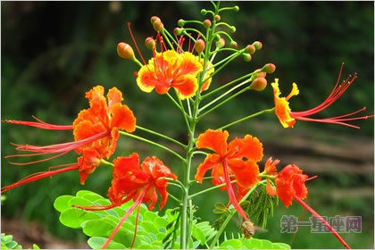 5月6日花語：金鳳花，生日花語智能
