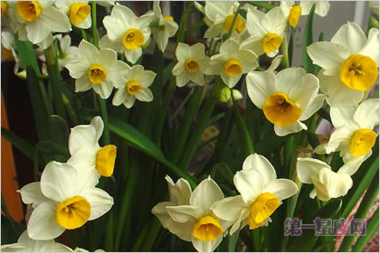 5月3日花語：雉眼水仙，生日花語神圣