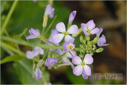 5月2日花語：野萊菔，生日花語統一