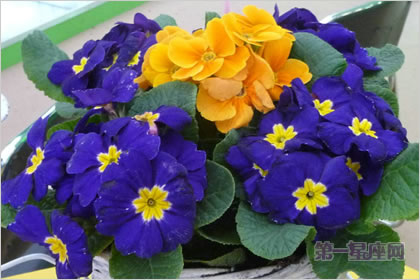 4月30日花語(yǔ)：西洋櫻草，生日花語(yǔ)成熟