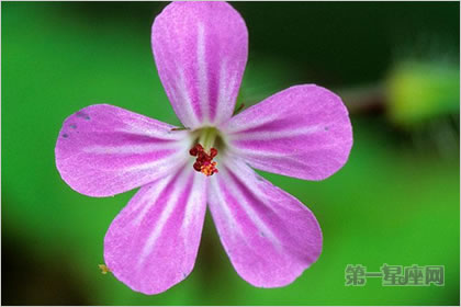 4月29日花語：漢葒魚腥草，生日花語脈動
