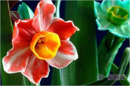 4月27日花語：紅邊水仙，生日花語藝術(shù)