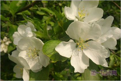 4月24日花語(yǔ)：山楂，生日花語(yǔ)守護(hù)
