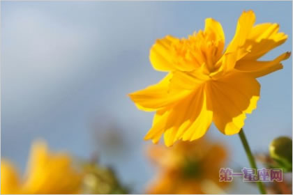 4月22日花語：袋草，生日花語幼稚