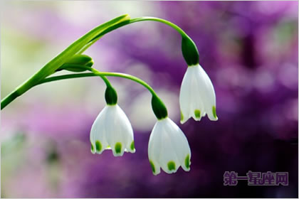 4月20日花語：雪片蓮，生日花語新生
