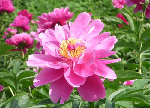 芍藥花