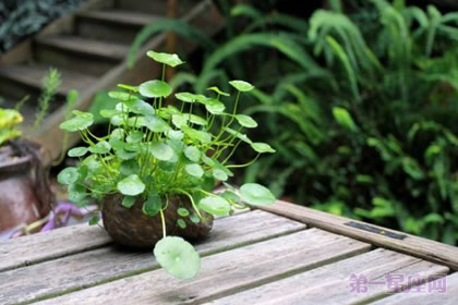 銅錢草