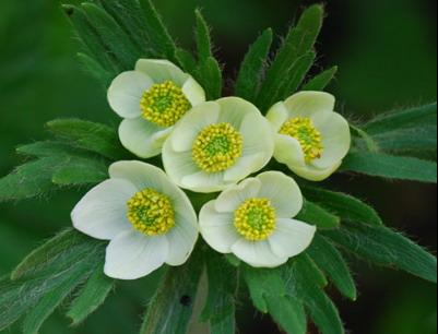 銀蓮花