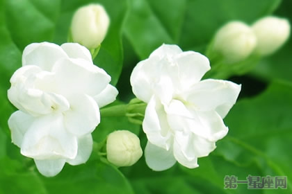 茉莉花花語：忠貞的守護者