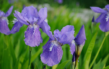 鳶尾花