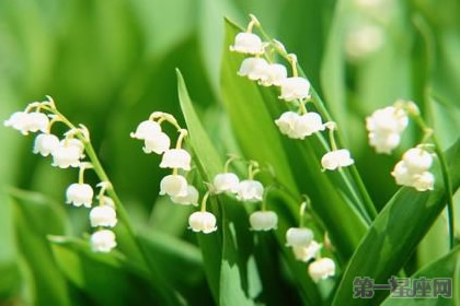 鈴蘭花花語：當幸福來敲門