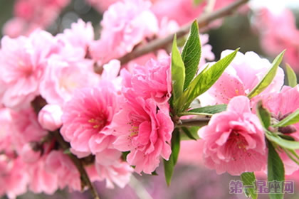 櫻花花語知多少？