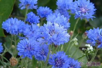 矢車菊花語知多少？