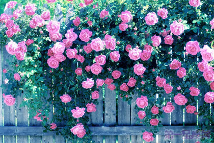 不同種類的薔薇花語知多少？
