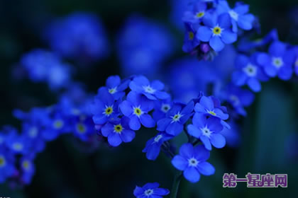 藍(lán)色勿忘我花語(yǔ)是什么？