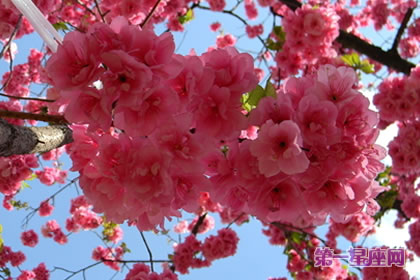 花語大全：櫻花的花語是什么？