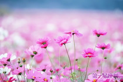 波斯菊的花語是什么？是堅(jiān)強(qiáng)嗎？