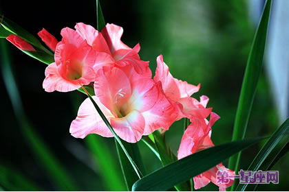 劍蘭花花語(yǔ)：福祿、康寧永在
