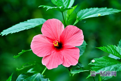 花語大全：扶桑花花語及含義