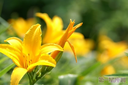 忘憂草花語是什么及代表的含義
