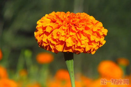 萬壽菊的花語及傳說