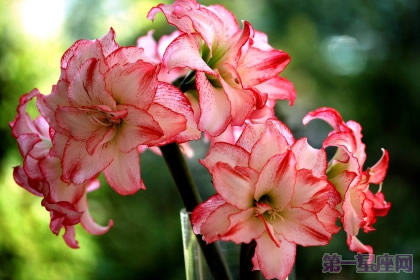 朱頂紅花語(yǔ)是什么