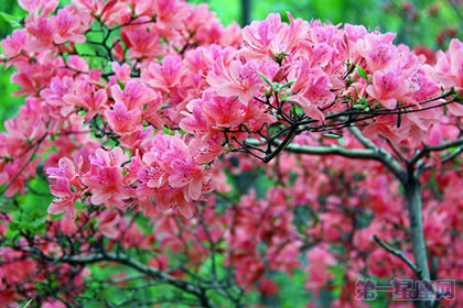 杜鵑花的花語及傳說