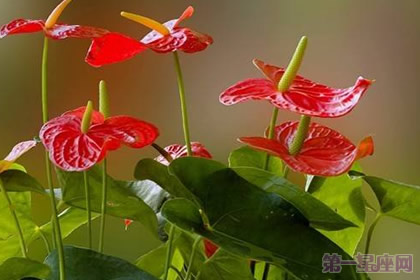 火鶴花的花語是什么