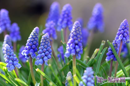 風信子花語：紫色風信子花語代表什么？