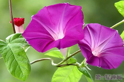 牽牛花花語：愛情永固