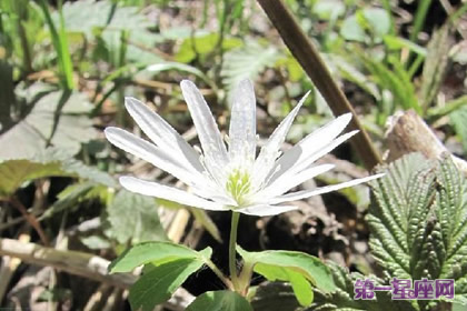 多被銀蓮花的花語