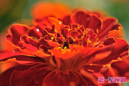 花語大全：孔雀草的花語是什么？