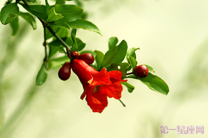 石榴花花語是什么？