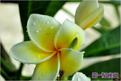 雞蛋花的花語：不安分的安靜