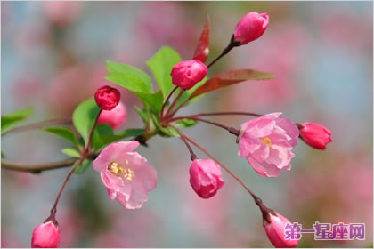 各種花的花語：垂絲海棠的花語是什么？