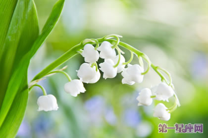 花語傳說：風(fēng)鈴草的花語與傳說
