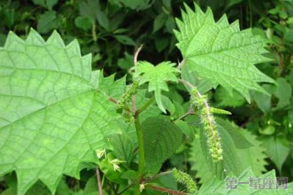 蕁麻草的花語及象征意義