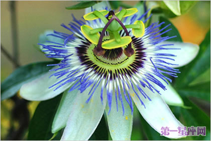 西番蓮的花語(yǔ)和象征代表意義
