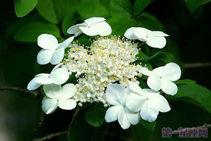 瓊花的花語以及傳說