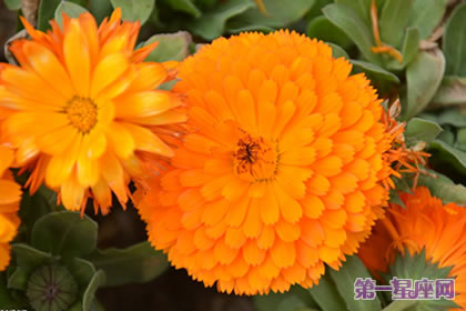 金盞菊花語：悲傷嫉妒，離別之痛