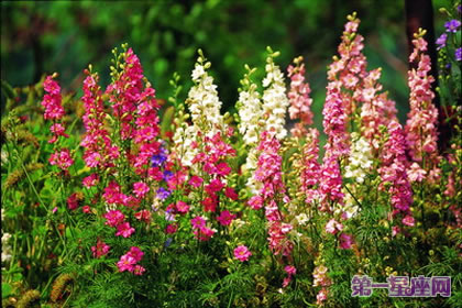 花語傳說：飛燕草的花語及傳說
