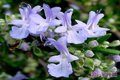 花語傳說：迷迭香的花語與傳說是什么？