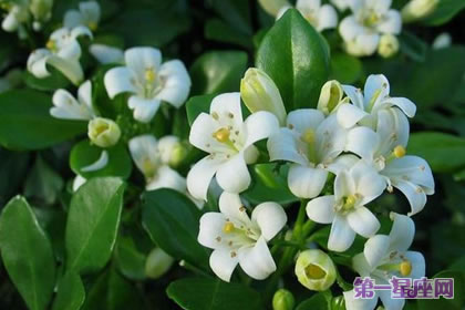 九里香的花語是什么？