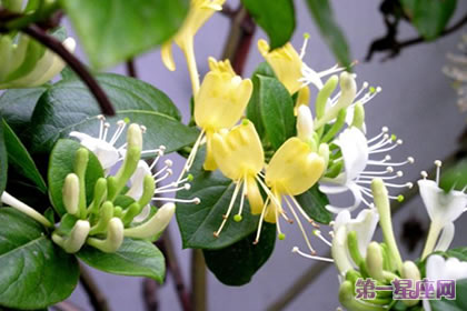 花語傳說：金銀花的花語與傳說來歷